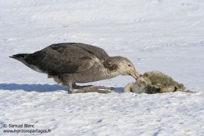 Pétrel géant antarctique / Southern giant petrel