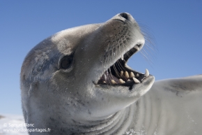 Phoque crabier / Crabeater seal