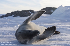 Phoque crabier / Crabeater seal