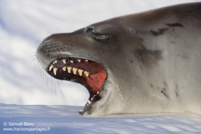 Phoque crabier / Crabeater seal