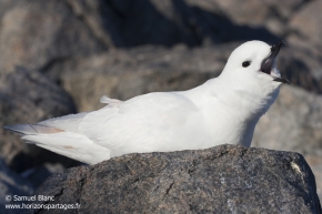 Pétrel des neiges / Snow petrel