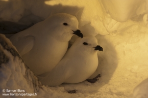 Pétrel des neiges / Snow petrel
