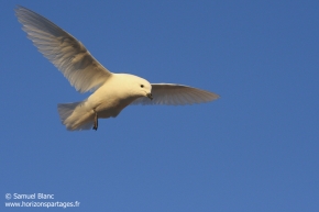 Pétrel des neiges / Snow petrel