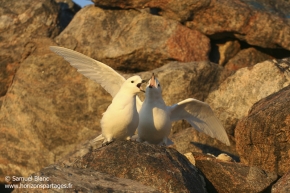 Pétrel des neiges / Snow petrel