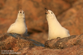 Pétrel des neiges / Snow petrel