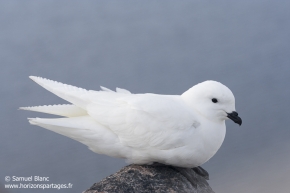 Pétrel des neiges / Snow petrel