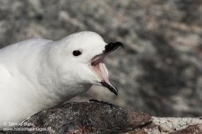 Pétrel des neiges / Snow petrel