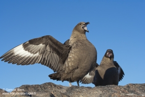 Labbe de McCormick / South polar skua