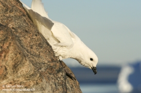 Pétrel des neiges / Snow petrel