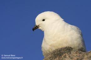 Pétrel des neiges / Snow petrel