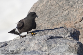 Océanite de Wilson / Wilson's storm petrel