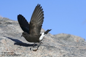 Océanite de Wilson / Wilson's storm petrel