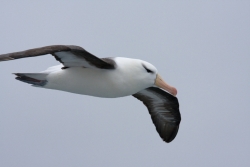 Albatros à sourcil noir / Black-browed Albatross