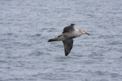 Pétrel géant sub-antarctique / Northern Giant Petrel