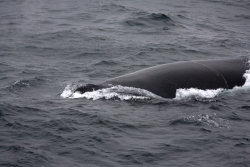 Baleine à bosse / Humpback Whale