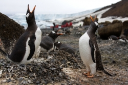 Manchot papou / Gentoo Penguin