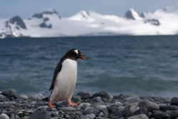 Manchot papou / Gentoo Penguin