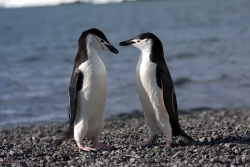 Manchot à jugulaire / Chinstrap Penguin