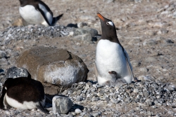 Manchot papou / Gentoo Penguin