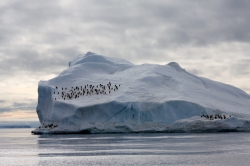 Iceberg