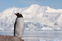 Manchot papou / Gentoo Penguin