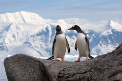 Manchot papou / Gentoo Penguin