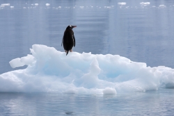 Manchot papou / Gentoo Penguin