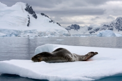 Léopard de mer / Leopard Seal