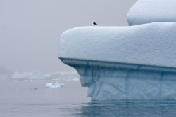 Iceberg et Goéland dominicain / Iceberg and Kelp Gull