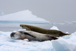 Léopard de mer et phoque crabier / Leopard and Crabeater Seal