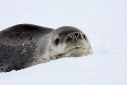 Léopard de mer / Leopard Seal