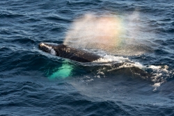 Baleine à bosse / Humpback Whale