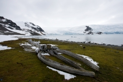 Squelette de baleine / Whale bones