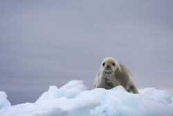 Phoque crabier / Crabeater Seal