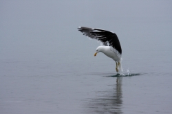 Goéland dominicain / Kelp Gull