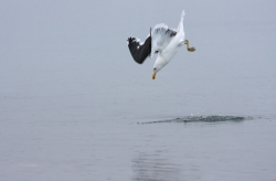 Goéland dominican / Kelp Gull