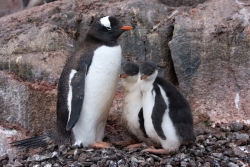 Manchot papou / Gentoo Penguin