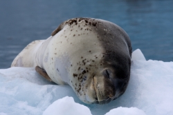 Léopard de mer / Leopard Seal