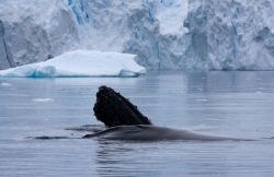 Baleine à bosse / Humpback Whale