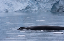 Baleine à bosse / Humpback Whale