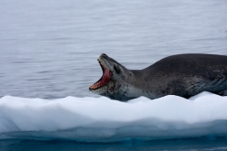 Léopard de mer / Leopard Seal