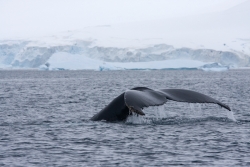 Baleine à bosse / Humpback Whale