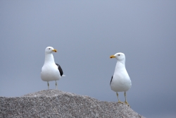 Goéland dominicain / Kelp Gull20080127_163502