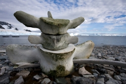 Os de baleine / Whale bones