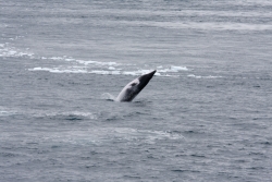 Petit rorqual nain / Dwarf Minke Whale