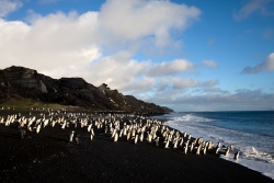 Manchot à jugulaire / Chinstrap Penguin