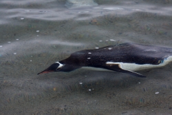 Manchot papou / Gentoo Penguin