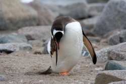 Manchot papou / Gentoo Penguin