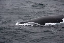 Baleine à bosse / Humpback Whale