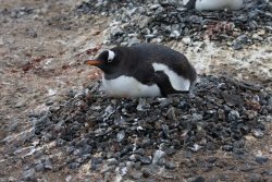 Manchot papou / Gentoo Penguin
